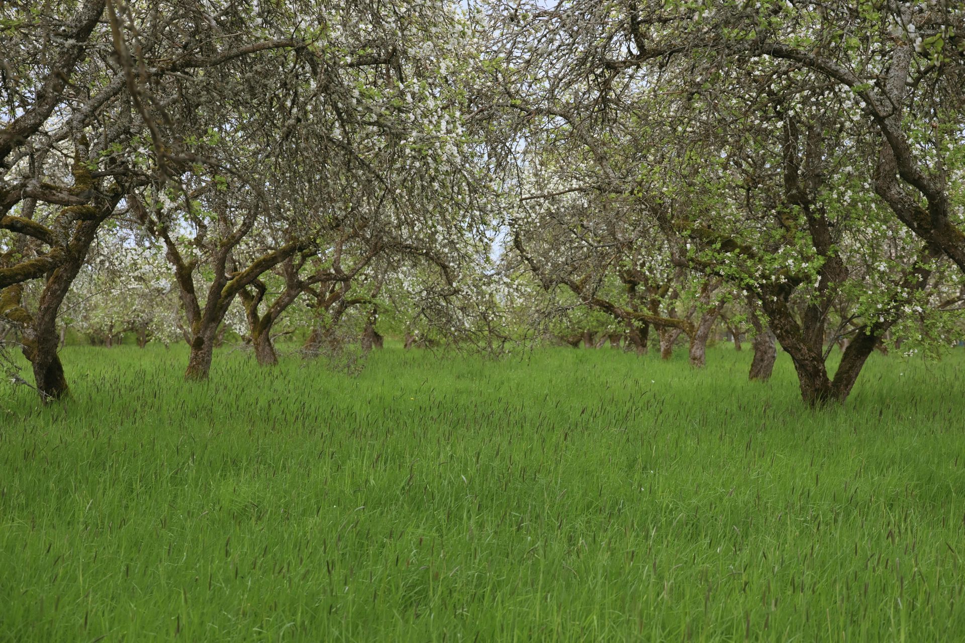 A lush, green field leads into a blooming apple orchard with textured tree trunks under a soft, overcast sky.