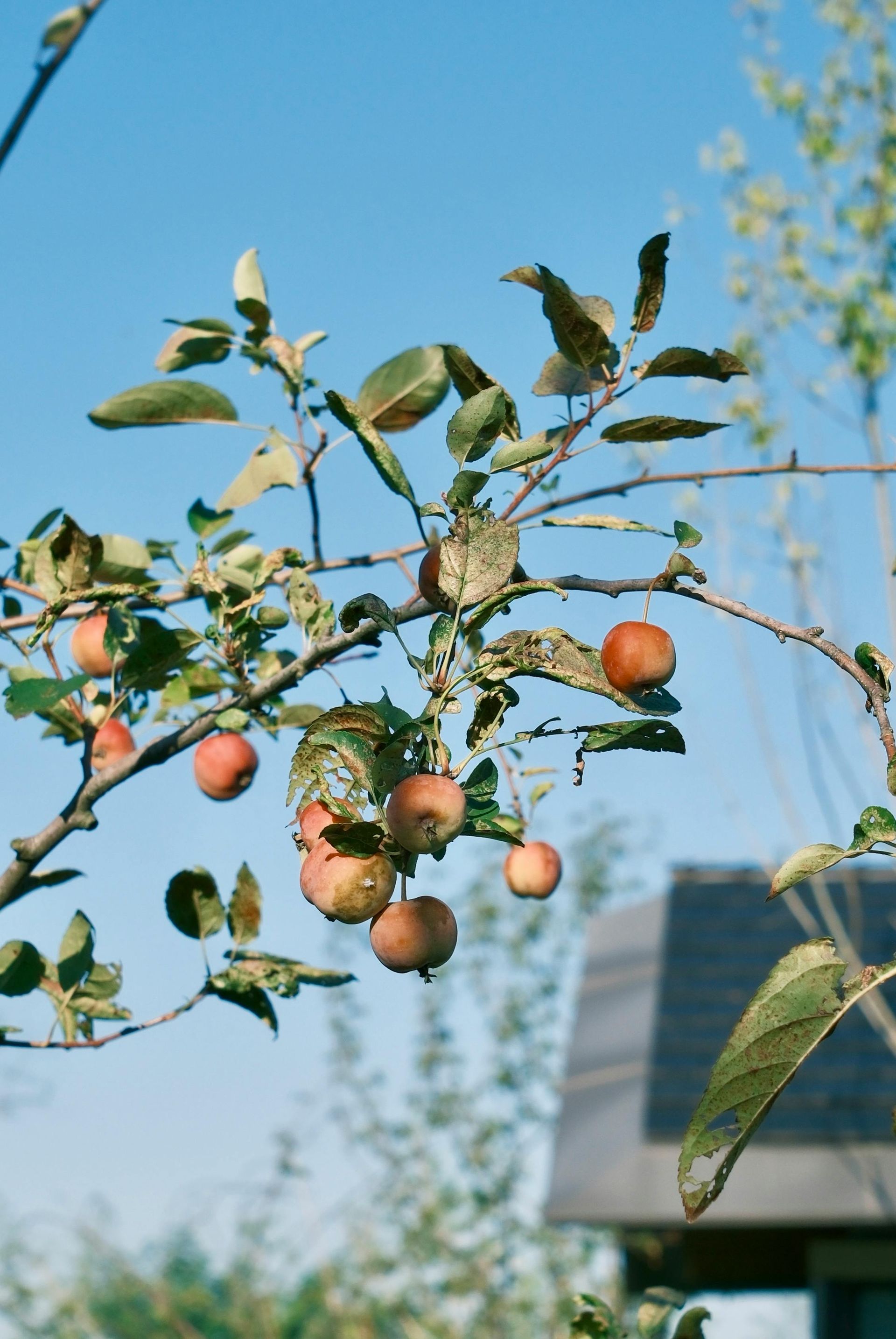Apple tree branch with red fruit against a blue sky and a portion of a building.