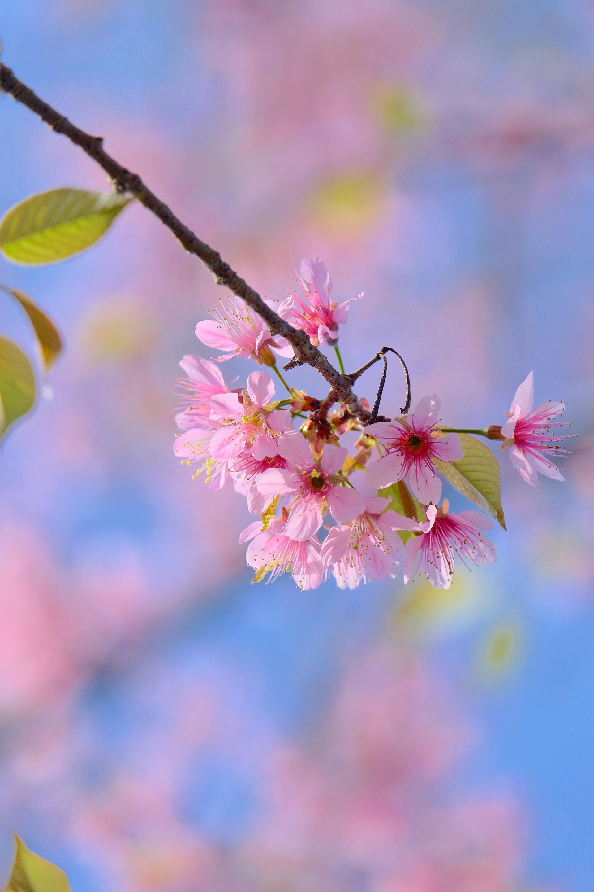Pink cherry blossoms blooming on a branch against a blurred blue sky.