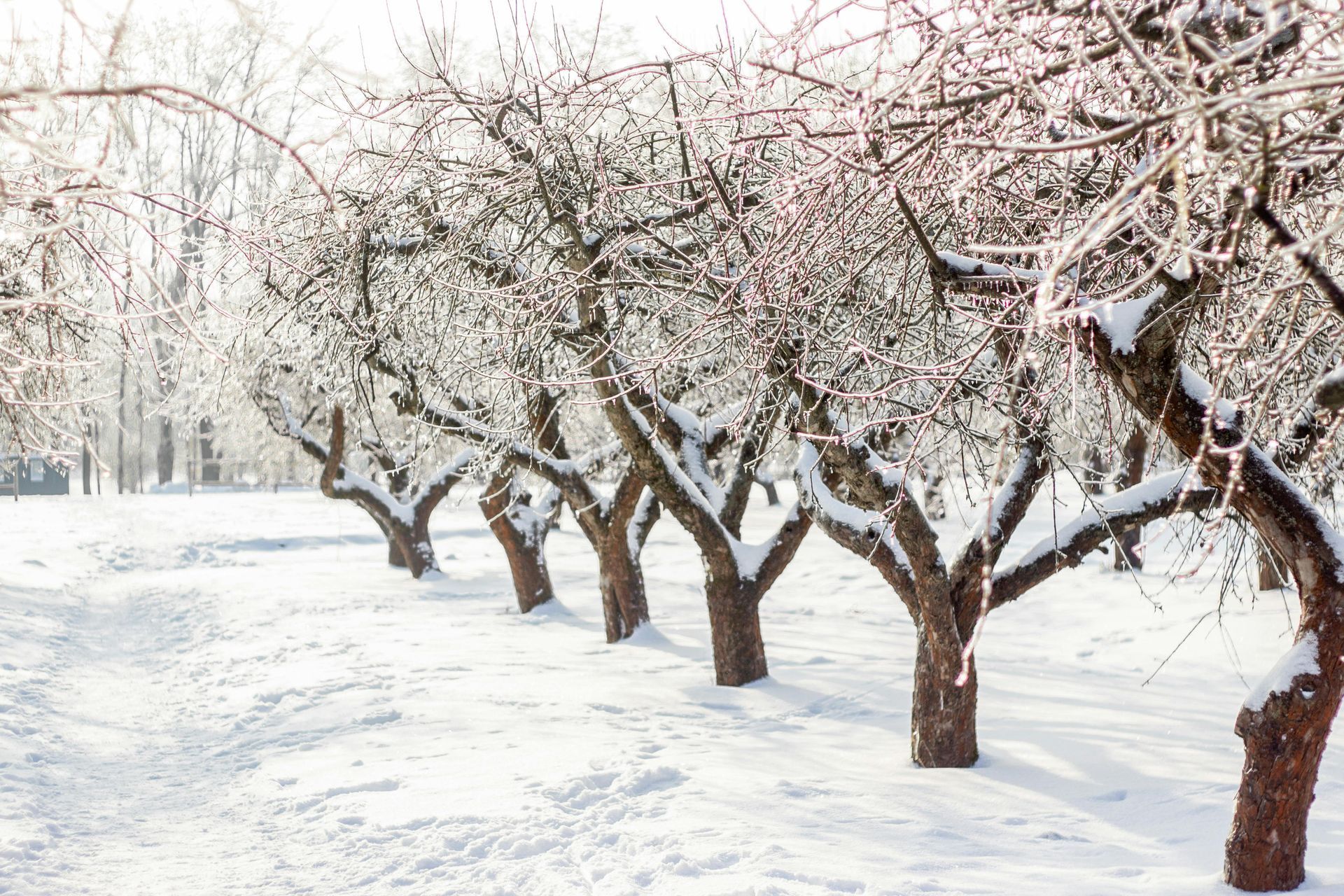 A row of bare orchard trees covered in ice and snow against a bright, sunlit, snow-covered landscape.