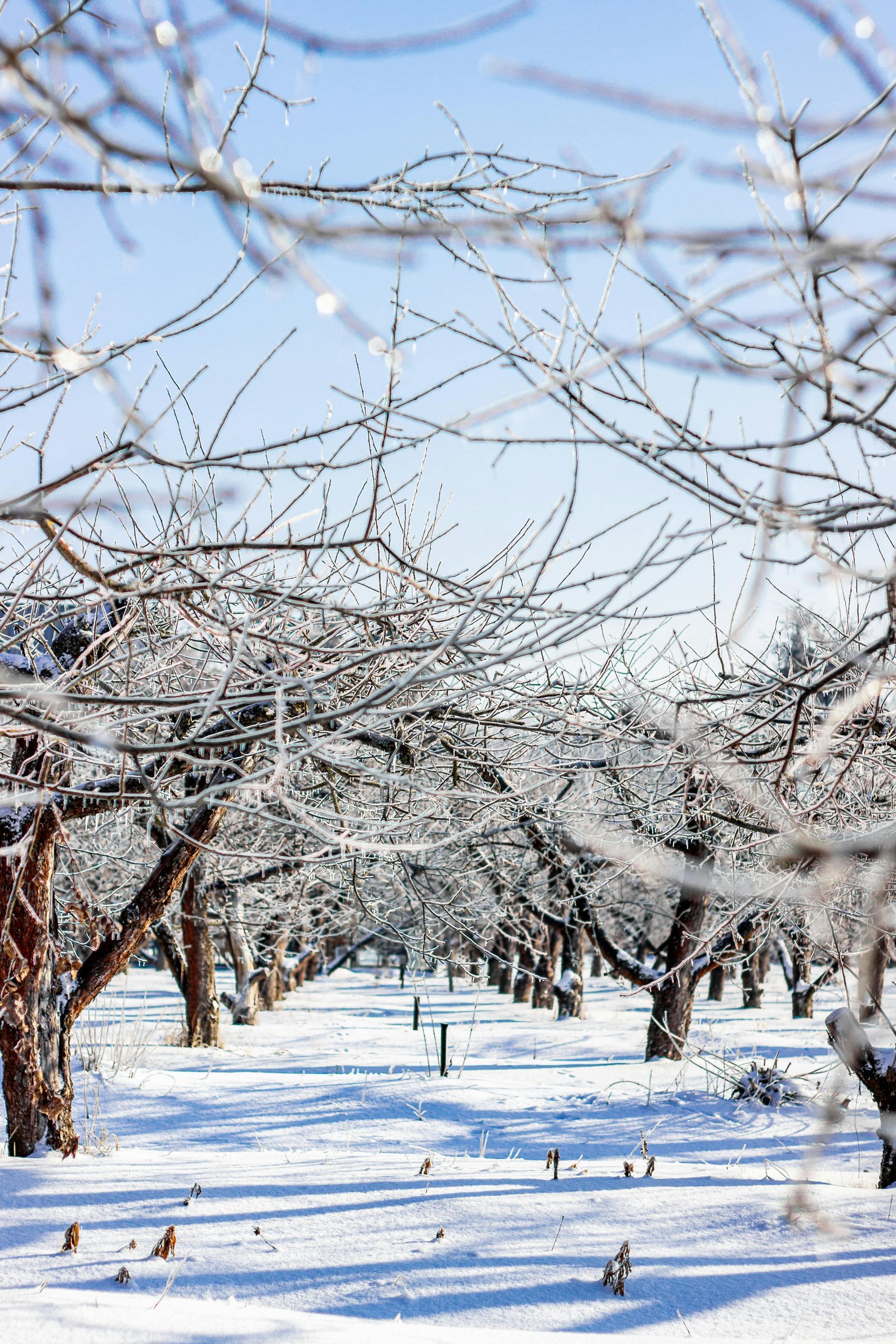 A snow-covered orchard with bare, frost-coated trees under a clear blue sky.