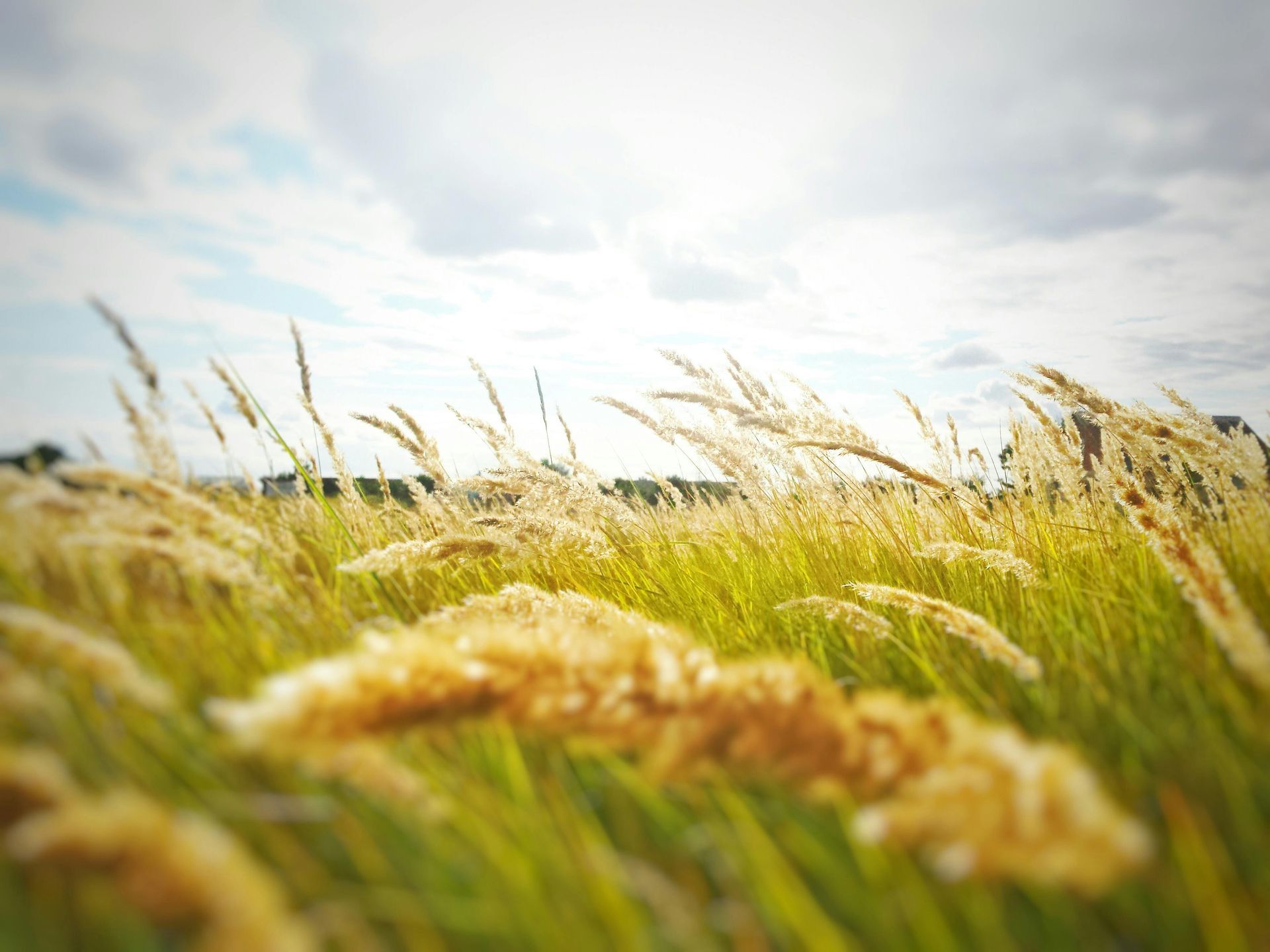 A field of tall grass blowing in the wind on a cloudy day.