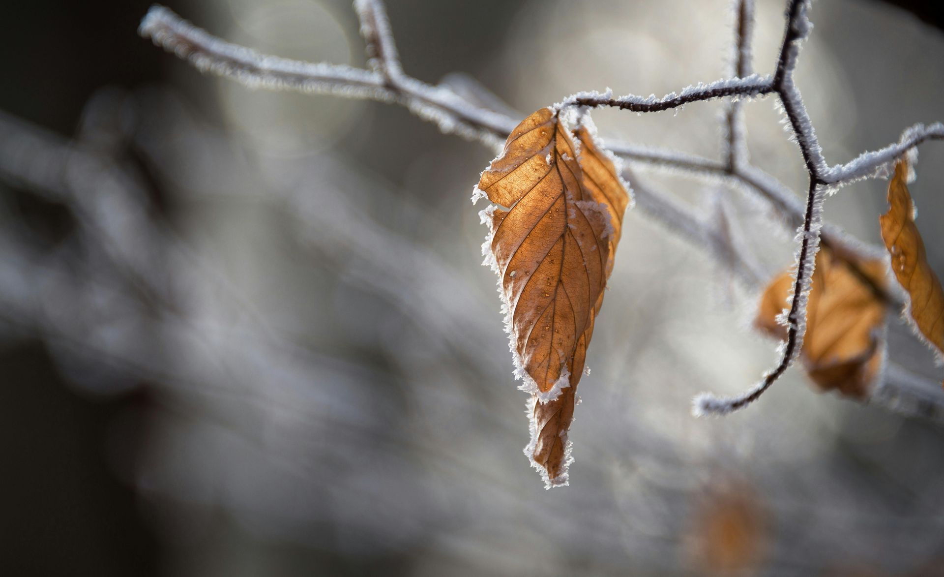 Frosty brown leaf hangs from a frosted tree branch.