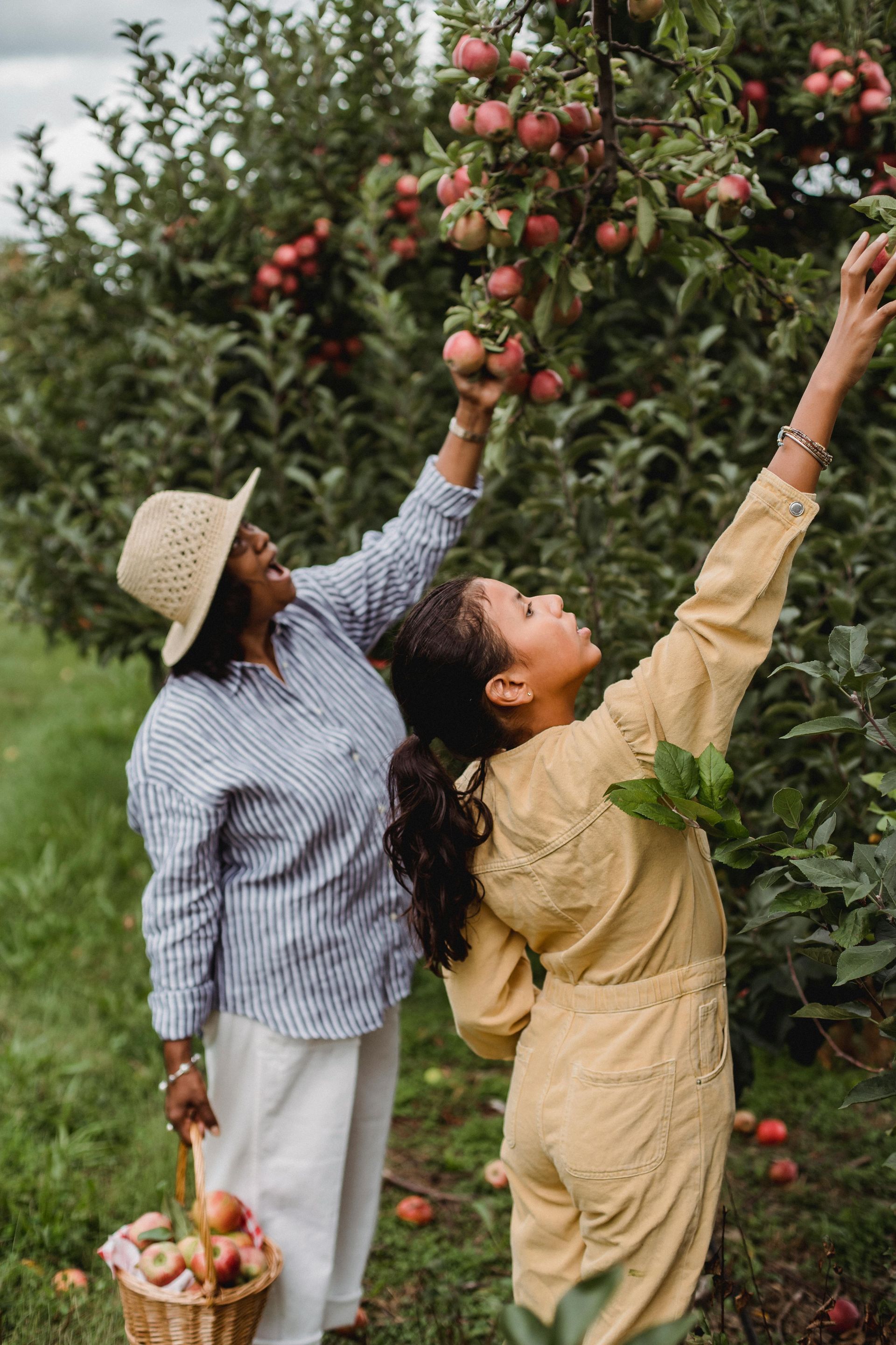 Woman and girl picking apples in an orchard, reaching toward the red fruit with a basket full of apples.