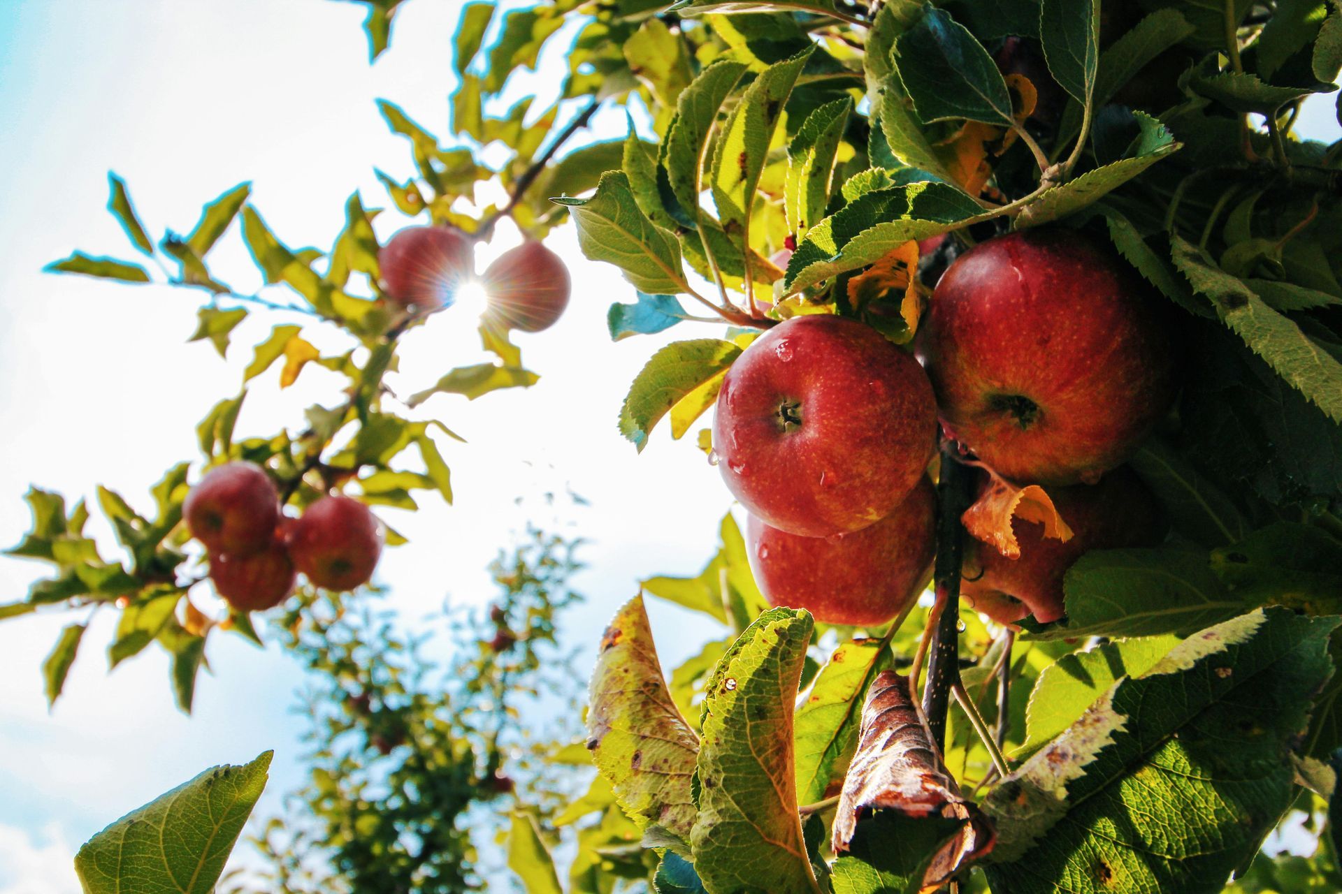 A bunch of red apples hanging from a tree branch.
