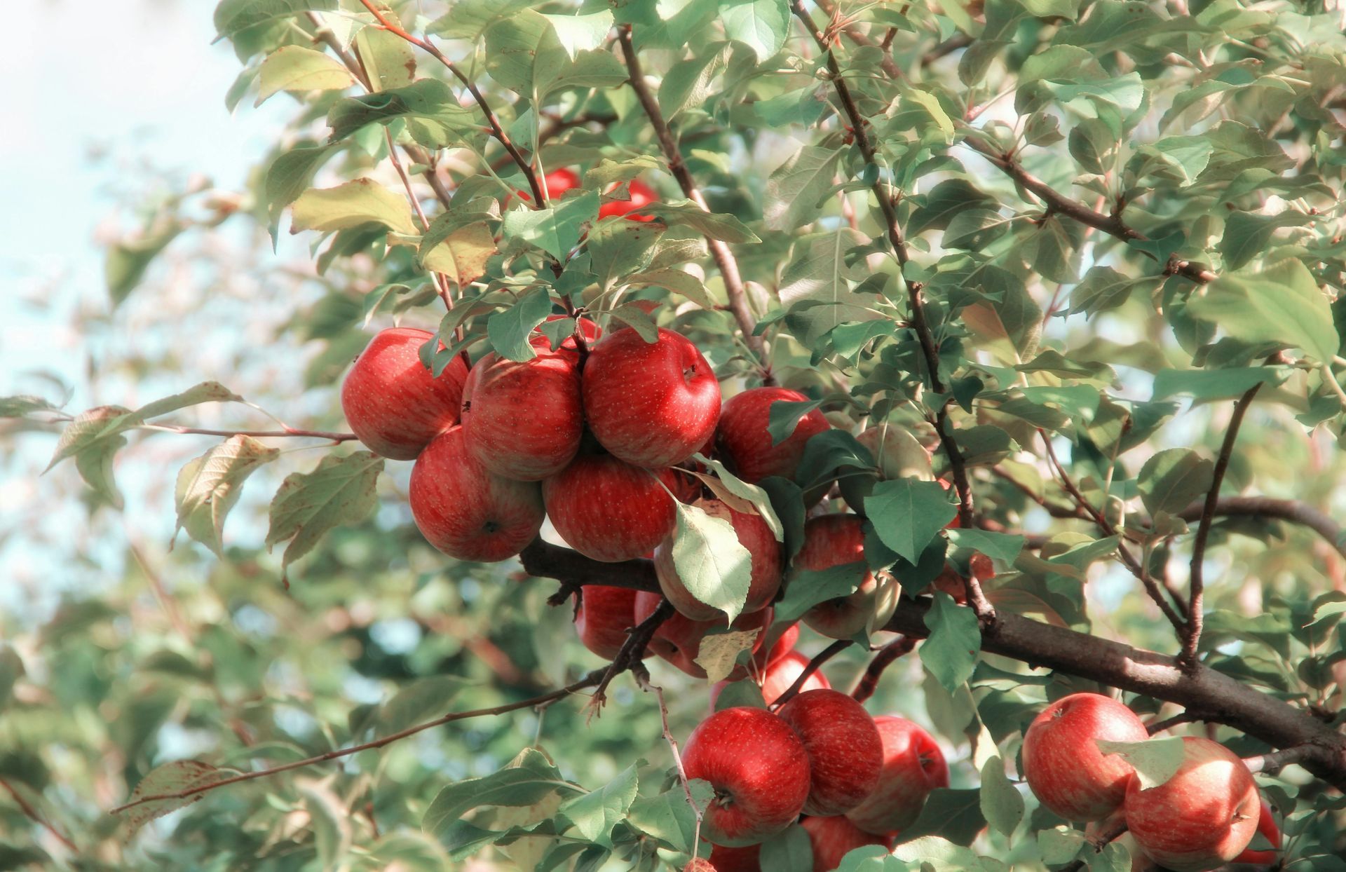 A bunch of red apples hanging from a tree branch.