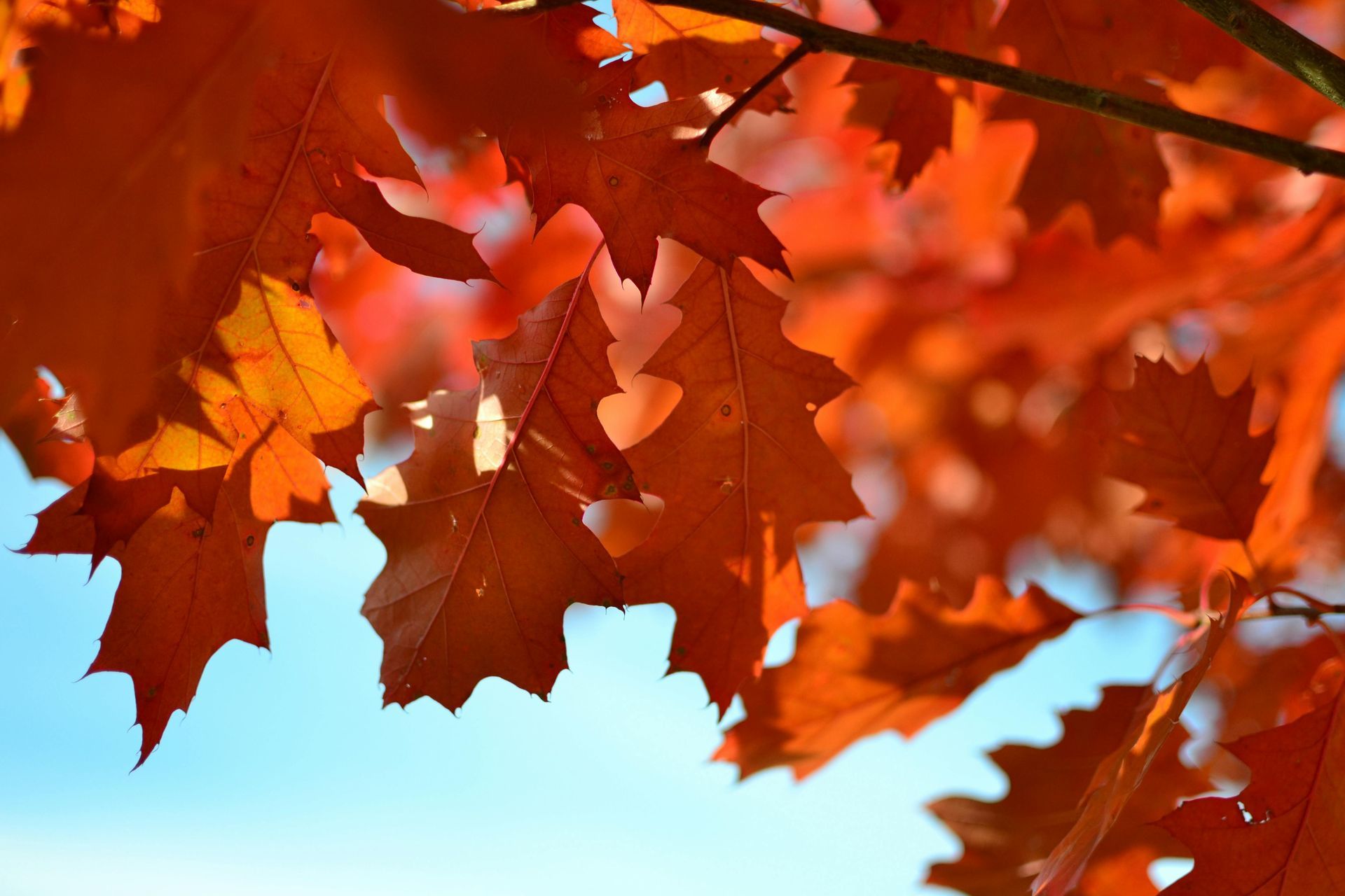 Orange autumn leaves against a light blue sky.