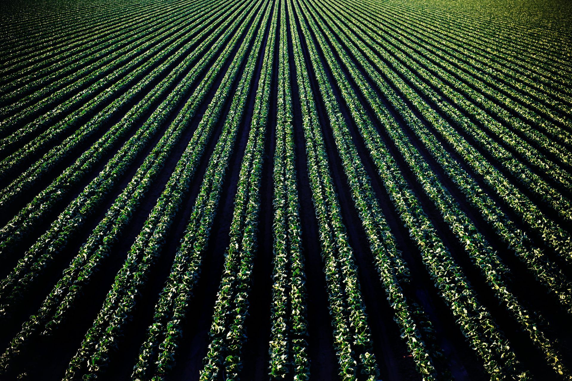 Rows of green plants are growing in a field