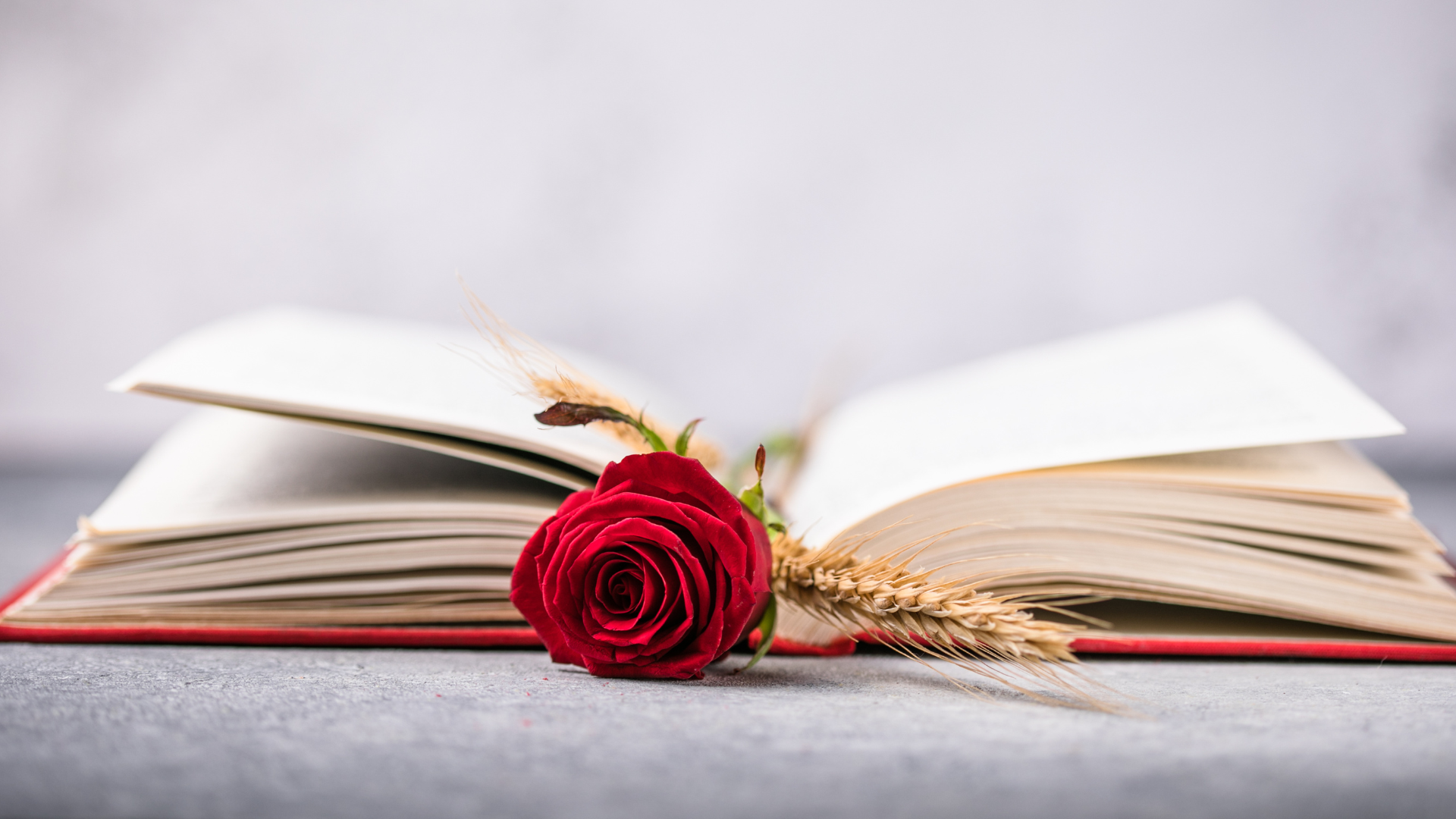 A red rose is sitting on top of an open book.
