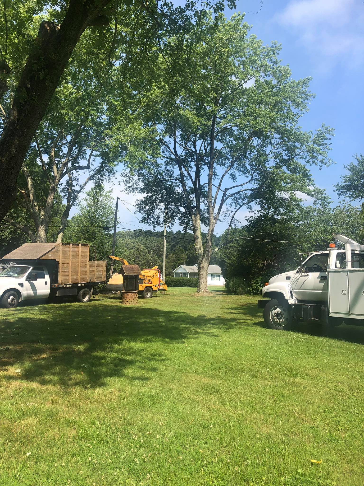 Stump Removal & Grinding | Hurlock, MD | Harding Tree Expert