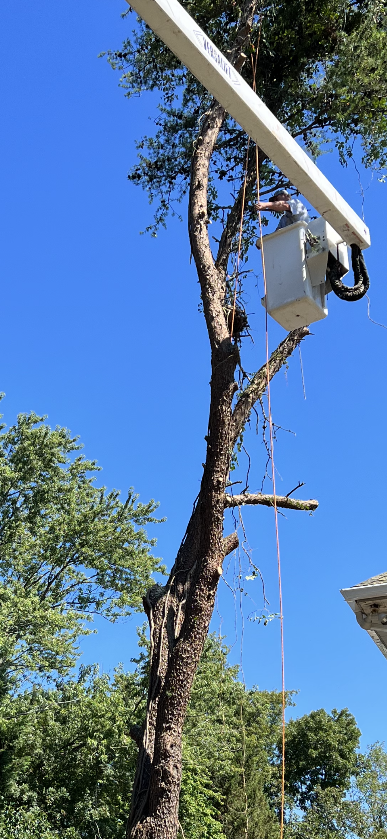 Land Clearing | Hurlock, MD | Harding Tree Expert
