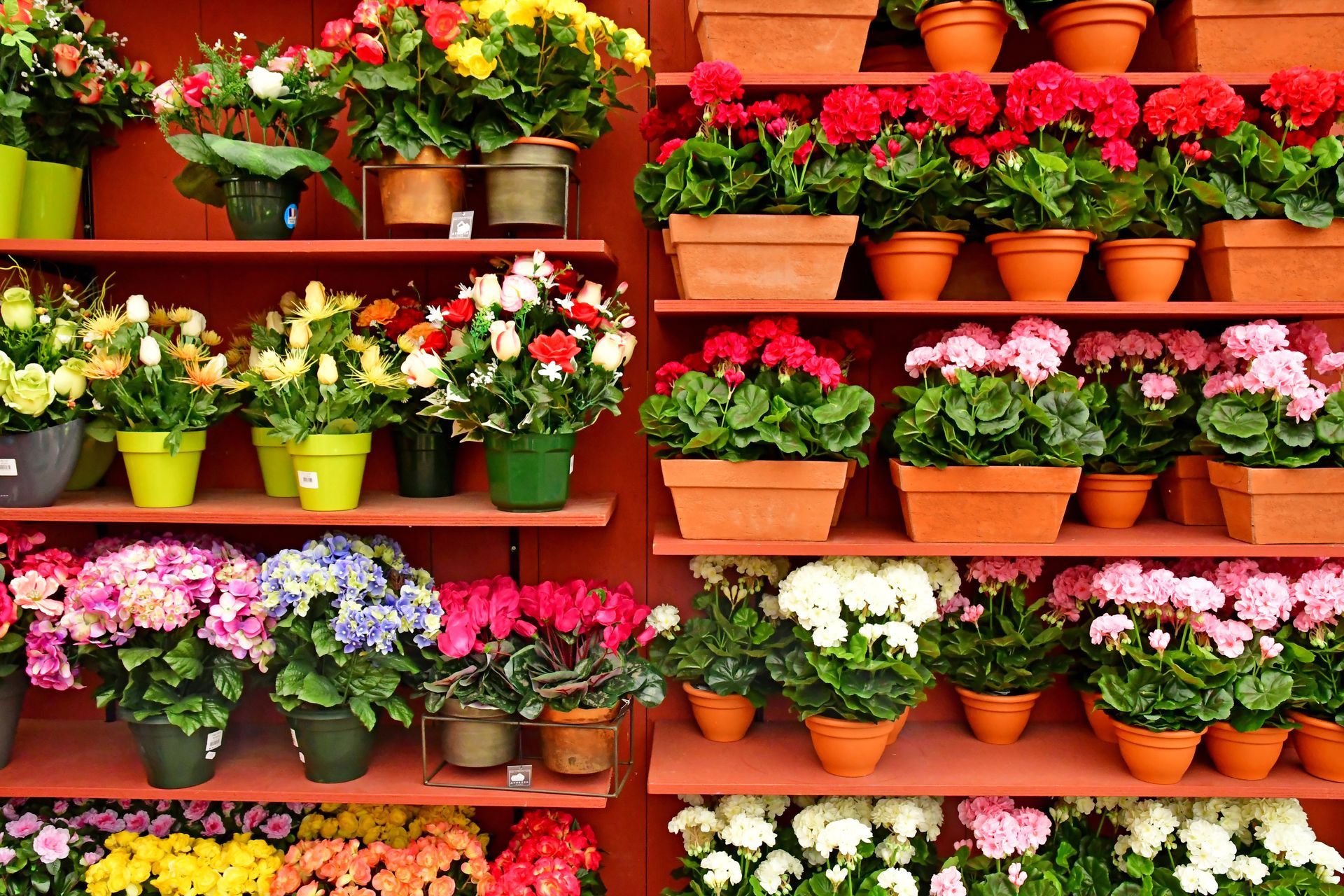 Filas de coloridas flores en macetas exhibidas en estantes escalonados.