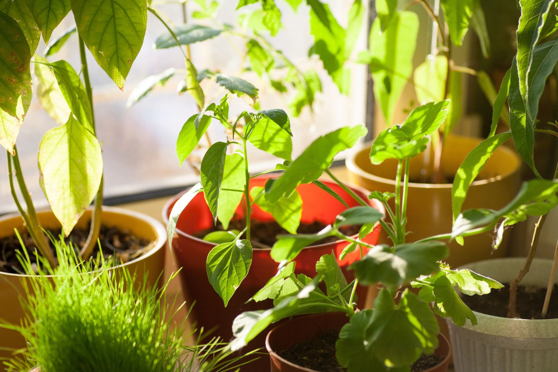 Plantas en macetas de distintos tamaños y formas se encuentran en el alféizar de una ventana, bañadas por la luz del sol.