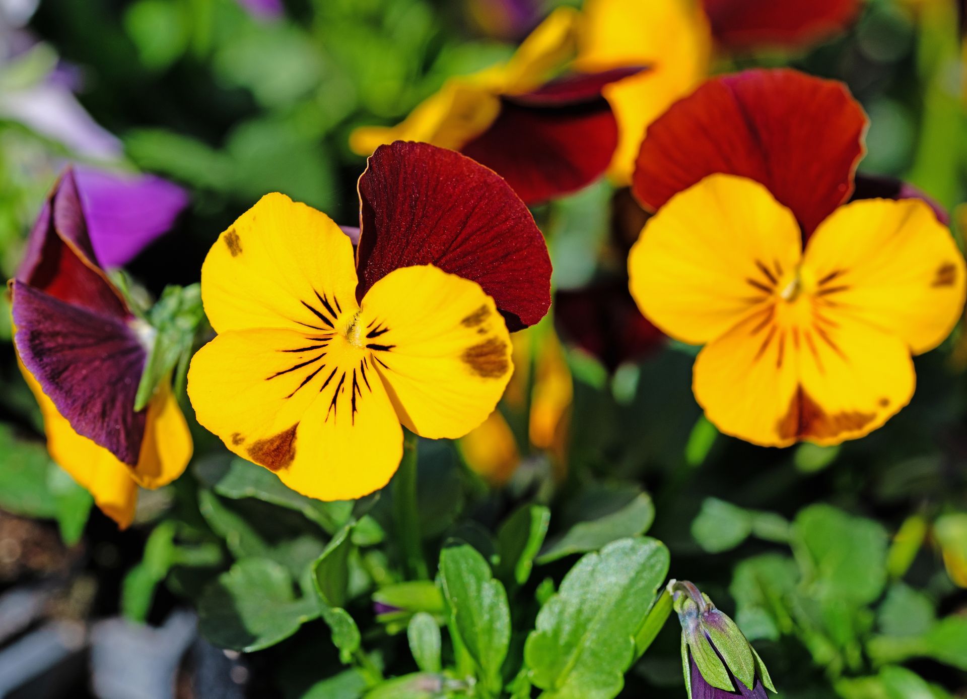 Pensamientos de color amarillo y burdeos con hojas verdes en un jardín.