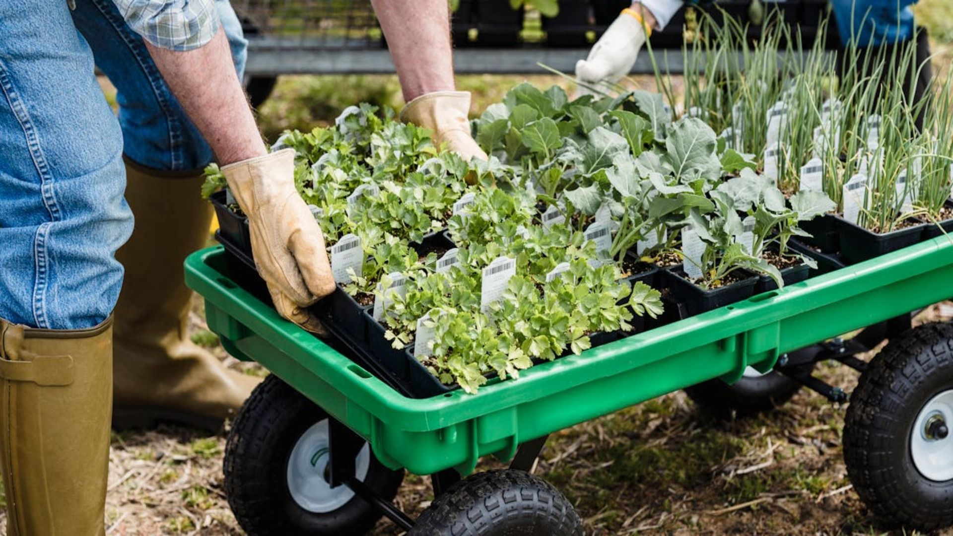 Personas con guantes cargan un carro de jardín verde con plantas en macetas al aire libre.