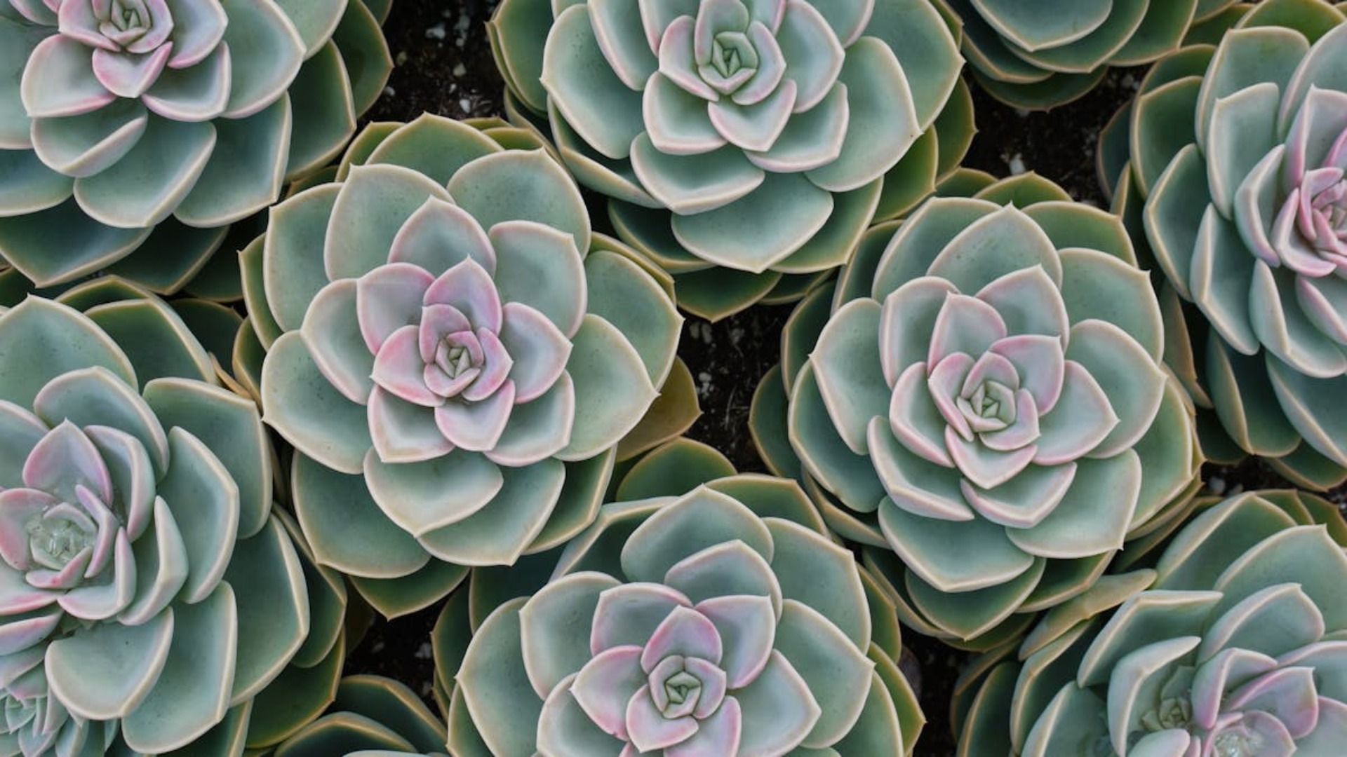 Vista de cerca de varias suculentas redondas, de color verde azulado, con centros de color rosa pálido.
