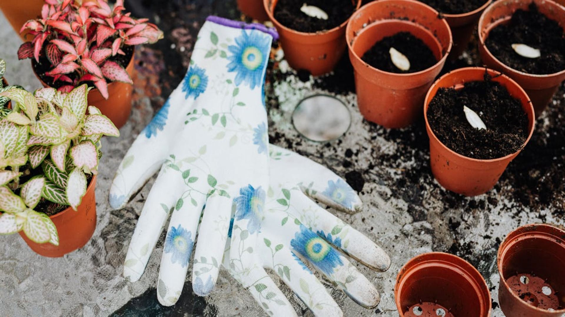 Guantes de jardinería descansan junto a macetas con semillas, plantas pequeñas y tierra para macetas.