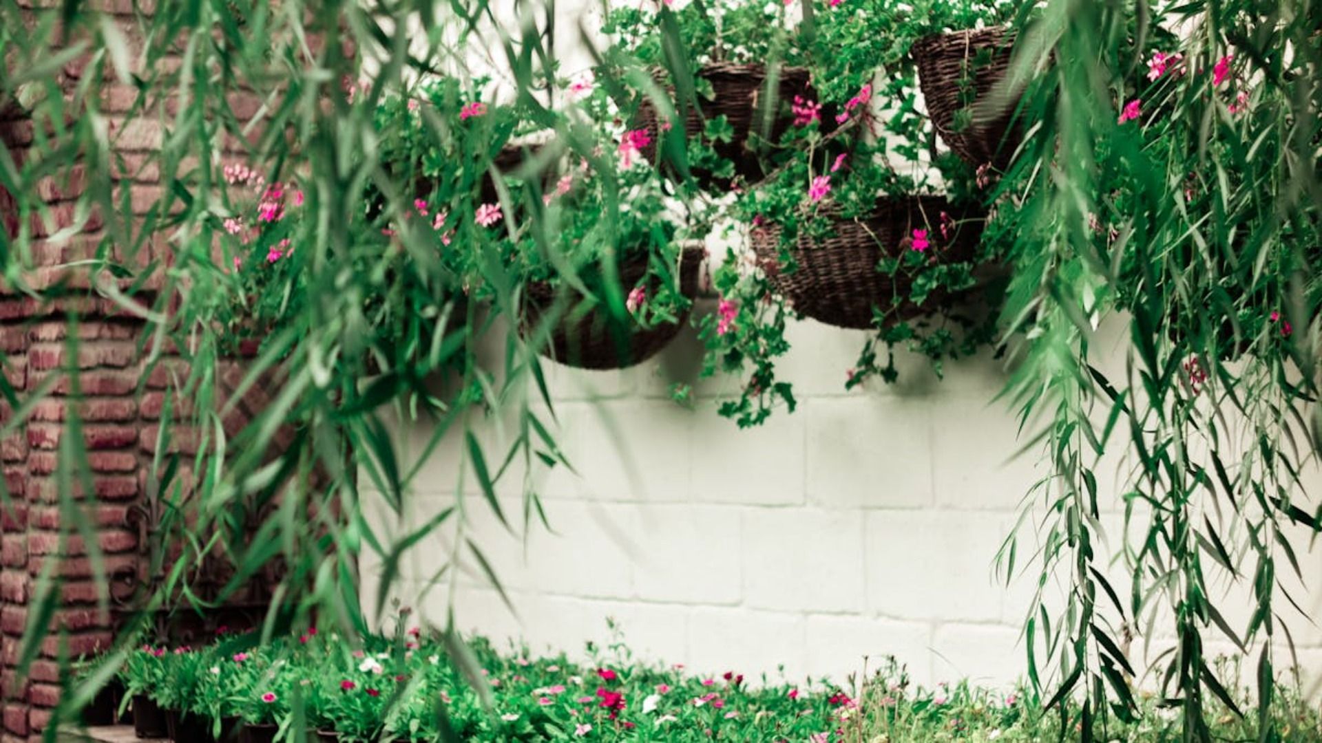 Ramas de sauce llorón verde y cestas colgantes de flores contra una pared blanca.
