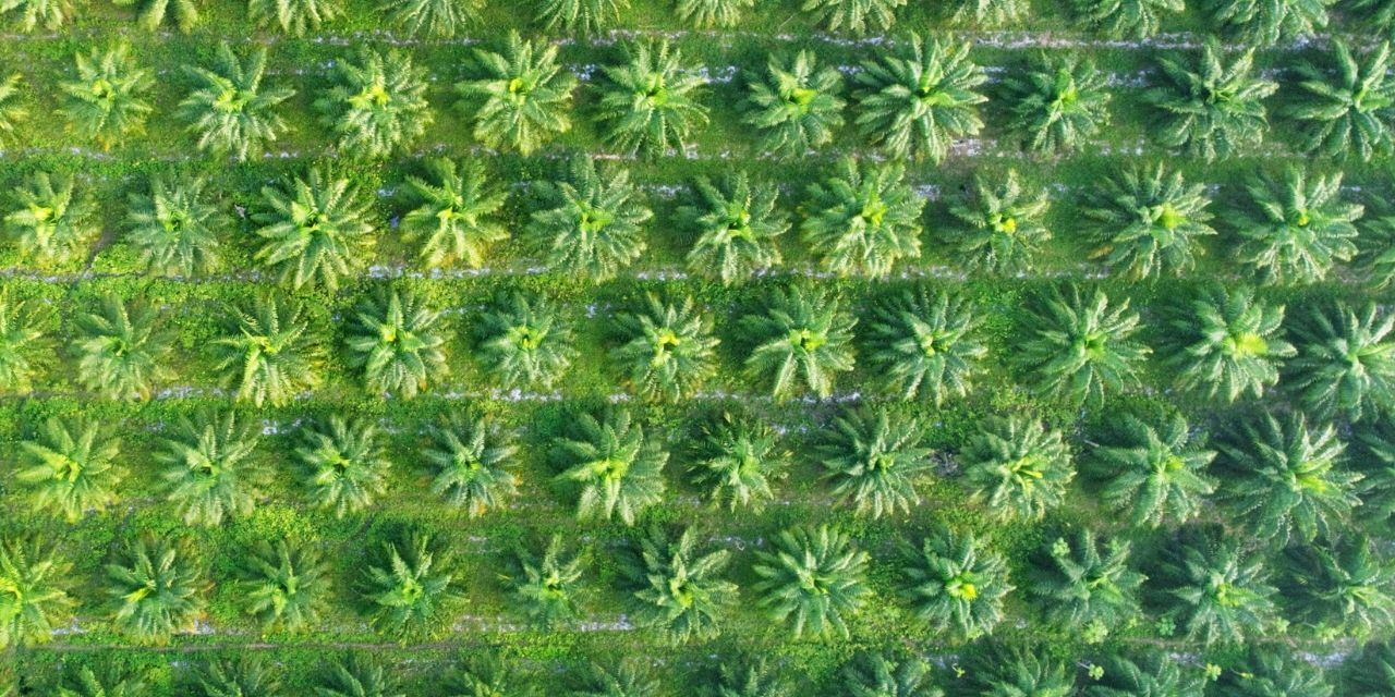 palm oil plantation from above