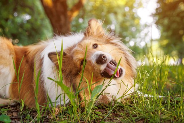 Why do dogs eat grass in hot sale the spring