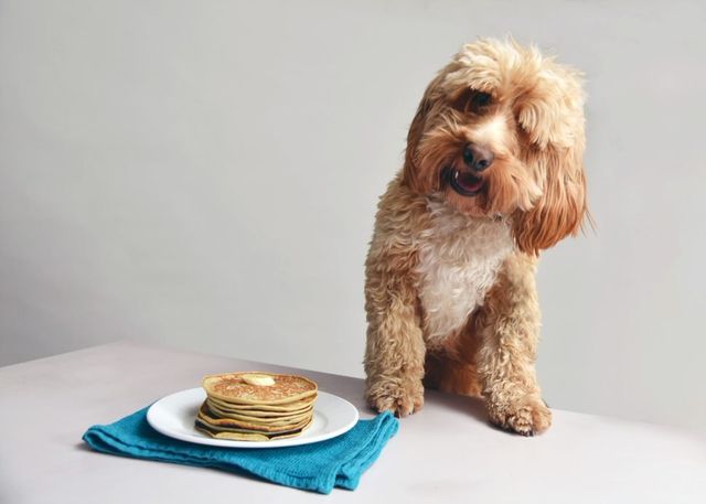 battersea dogs home dog biscuit recipe