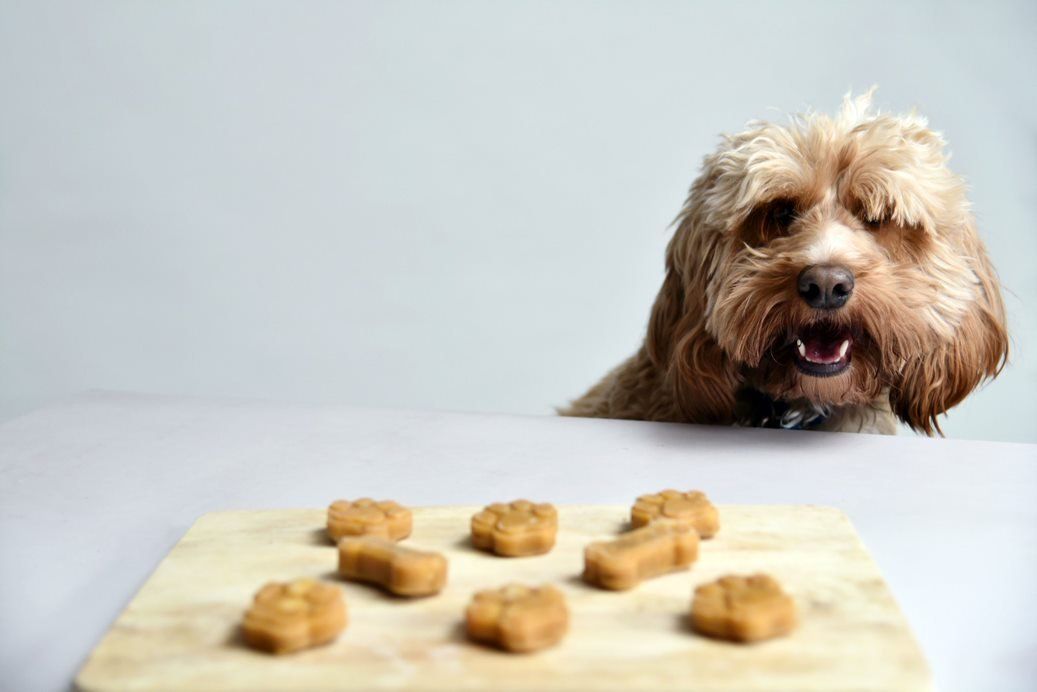 battersea dogs home dog biscuit recipe