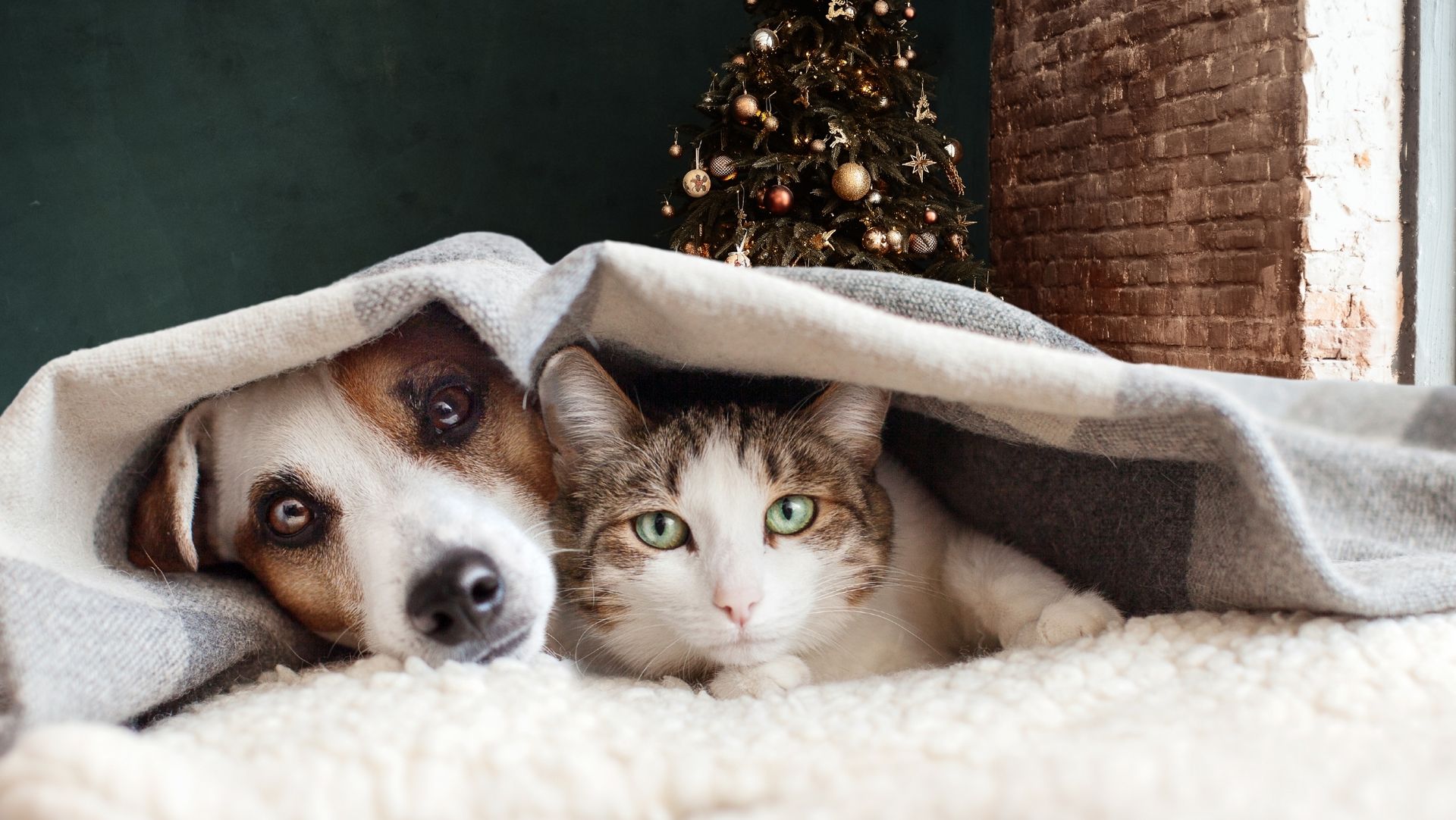 
Dog and cat snuggling under gray blanket on fluffy surface with decorated Christmas tree in the background.