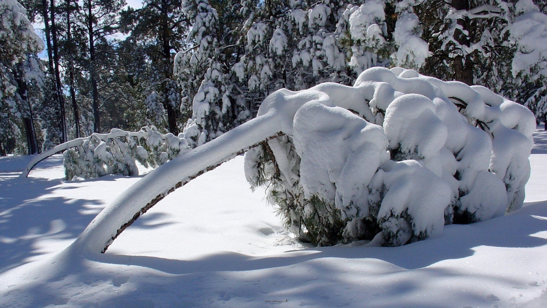 Tree broken by the snow