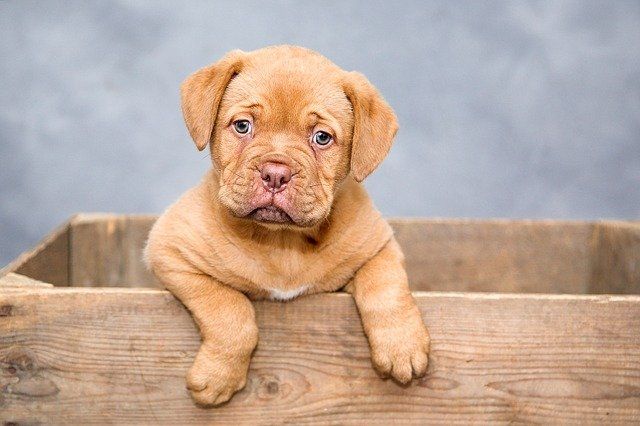 Puppy in crate