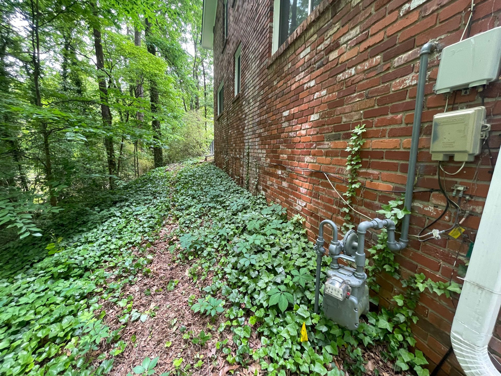 A brick wall with ivy growing on it and a gas meter.