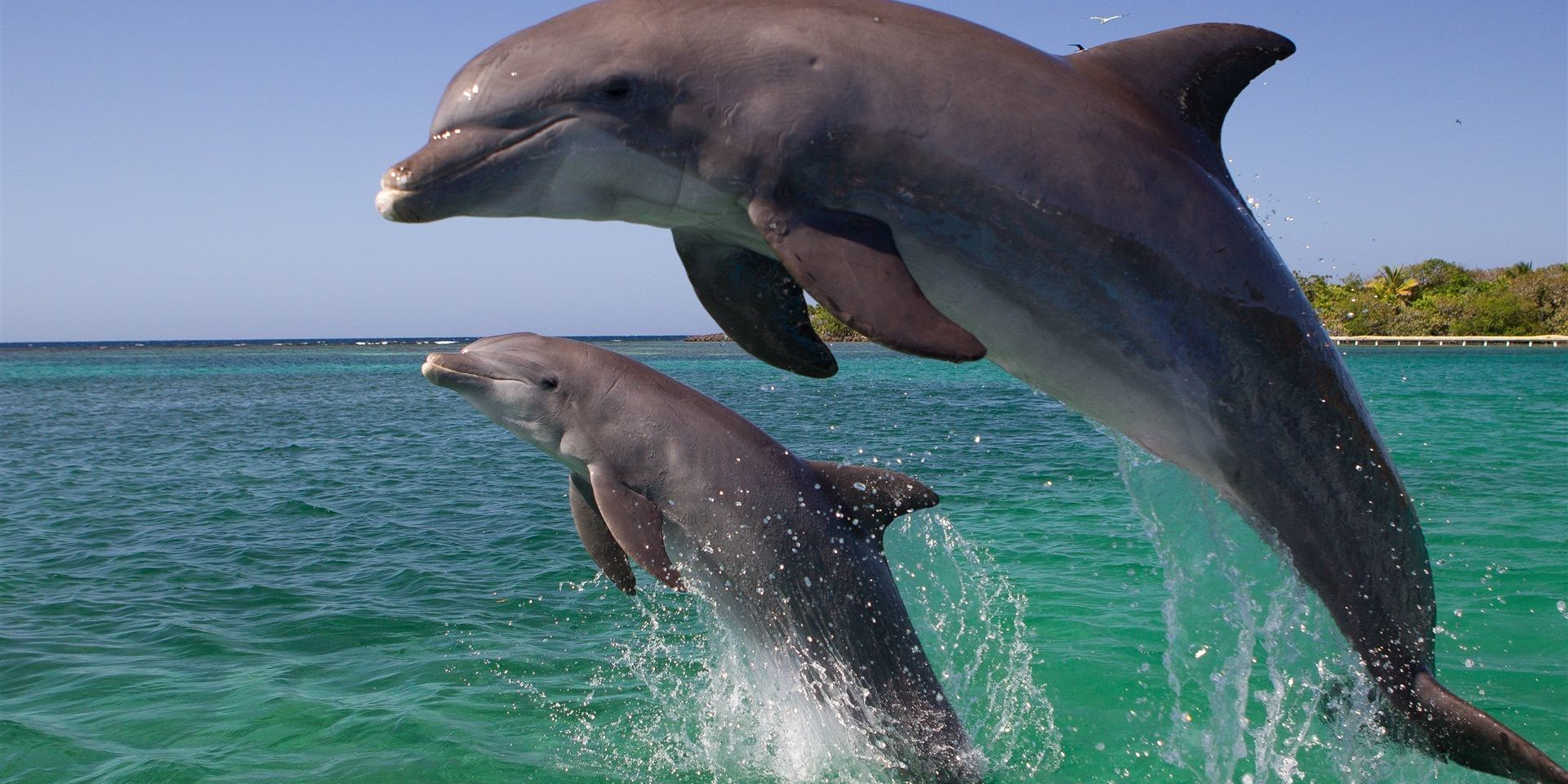 Dolphins playing
