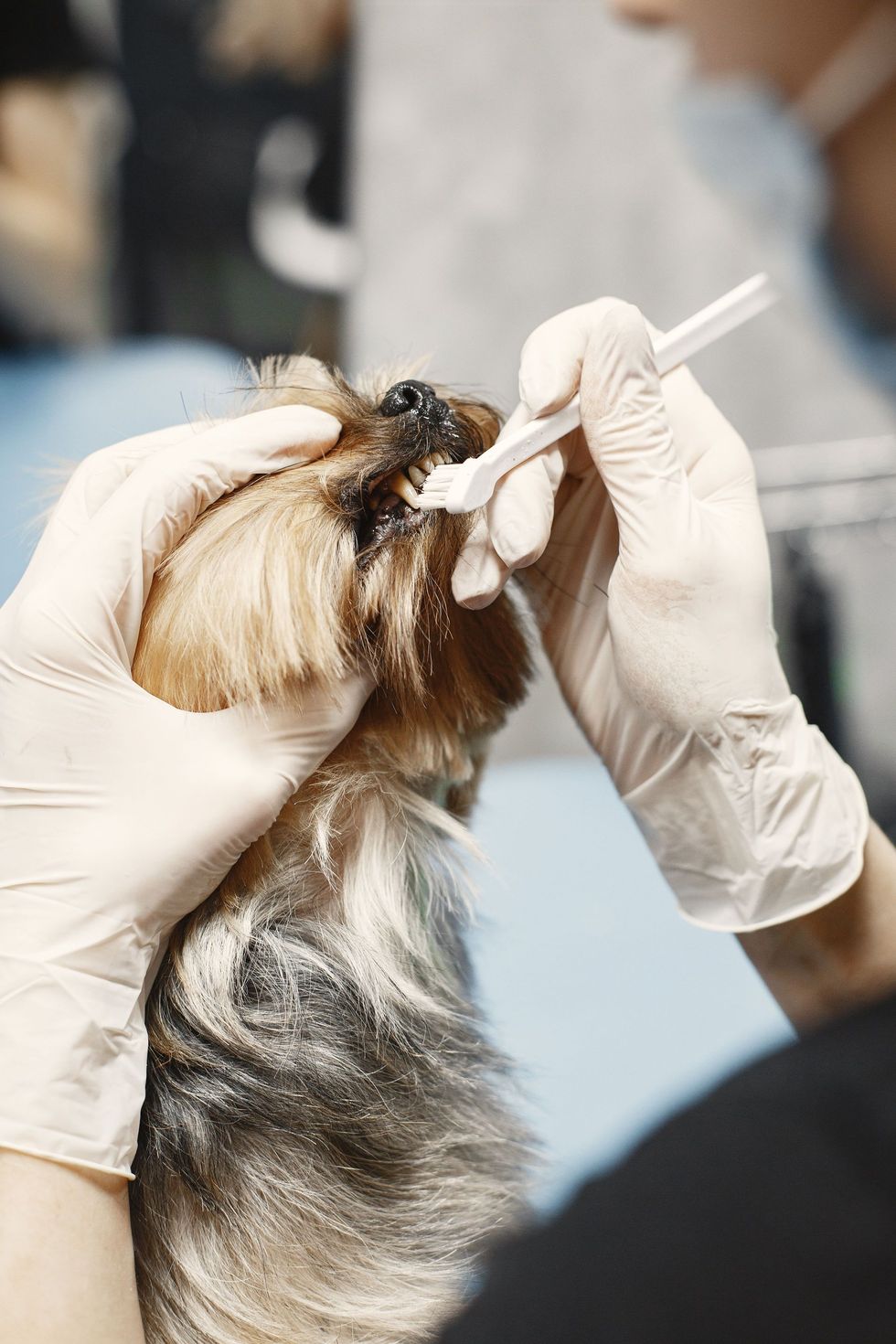 Veterinarian bandaging a dog’s leg while another person holds it steady