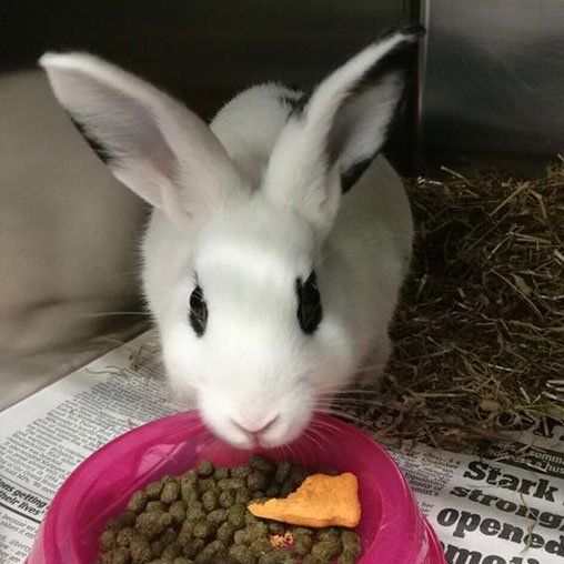 Contact Lisburn Veterinary Clinic for expert pet care