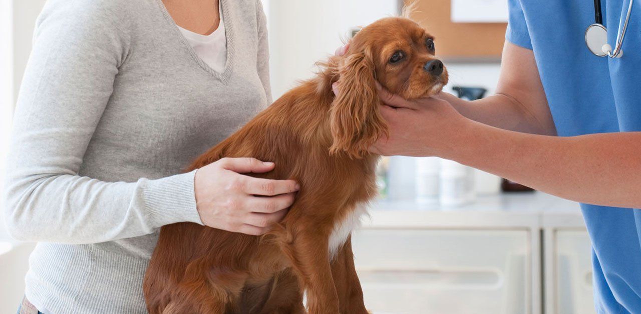 Contact Lisburn Veterinary Clinic for expert pet care