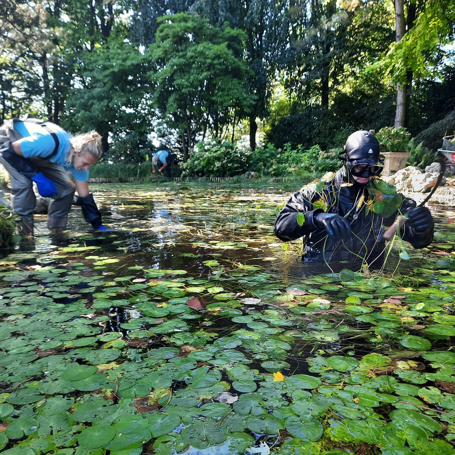 Menschen reinigen einen mit Seerosen bedeckten Teich, einer von ihnen trägt Taucherausrüstung.