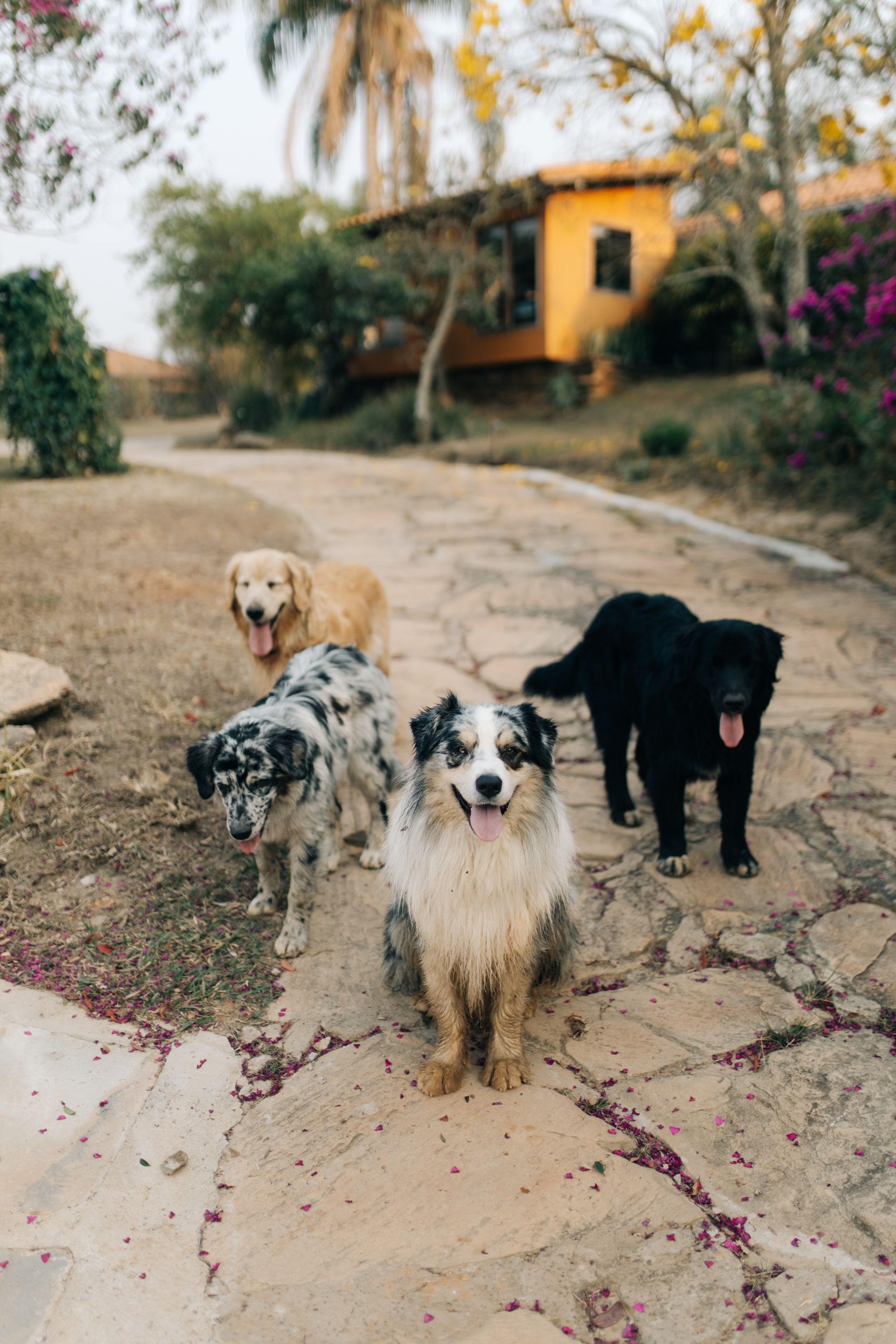 Quatro cães — um dourado, dois malhados e um preto — estão parados em um caminho de pedra em frente a uma casa amarela.