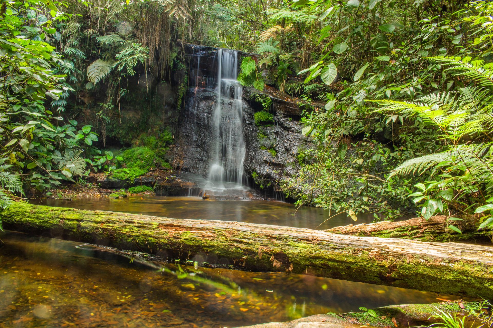 Uma cascata deságua sobre rochas escuras e cobertas de musgo em uma piscina natural na floresta, emoldurada por vegetação exuberante e um grande tronco caído e também coberto de musgo.