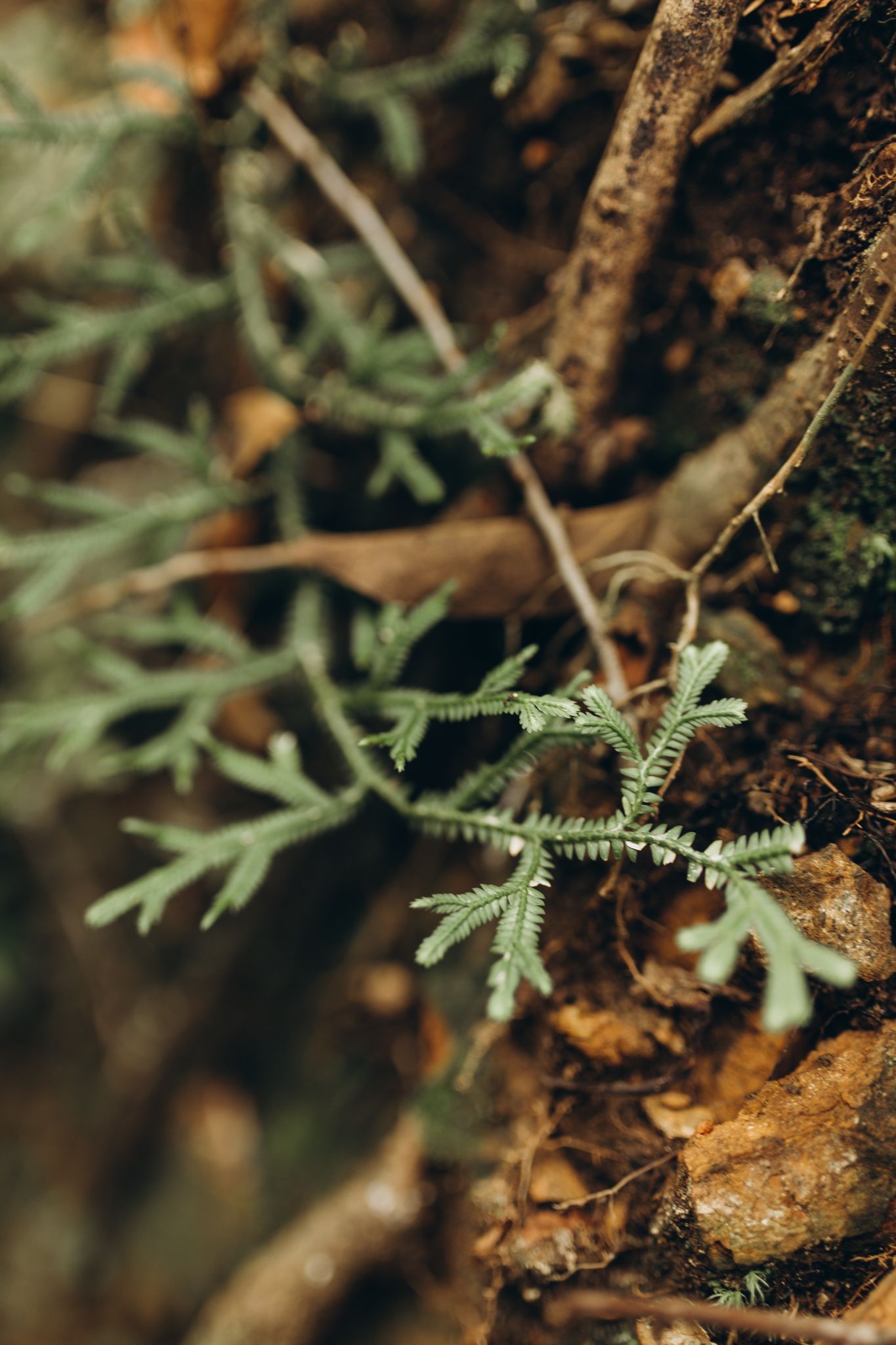 Imagem em close-up de uma pequena e delicada planta semelhante a uma samambaia, crescendo horizontalmente ao longo de uma rocha acidentada em tons terrosos.
