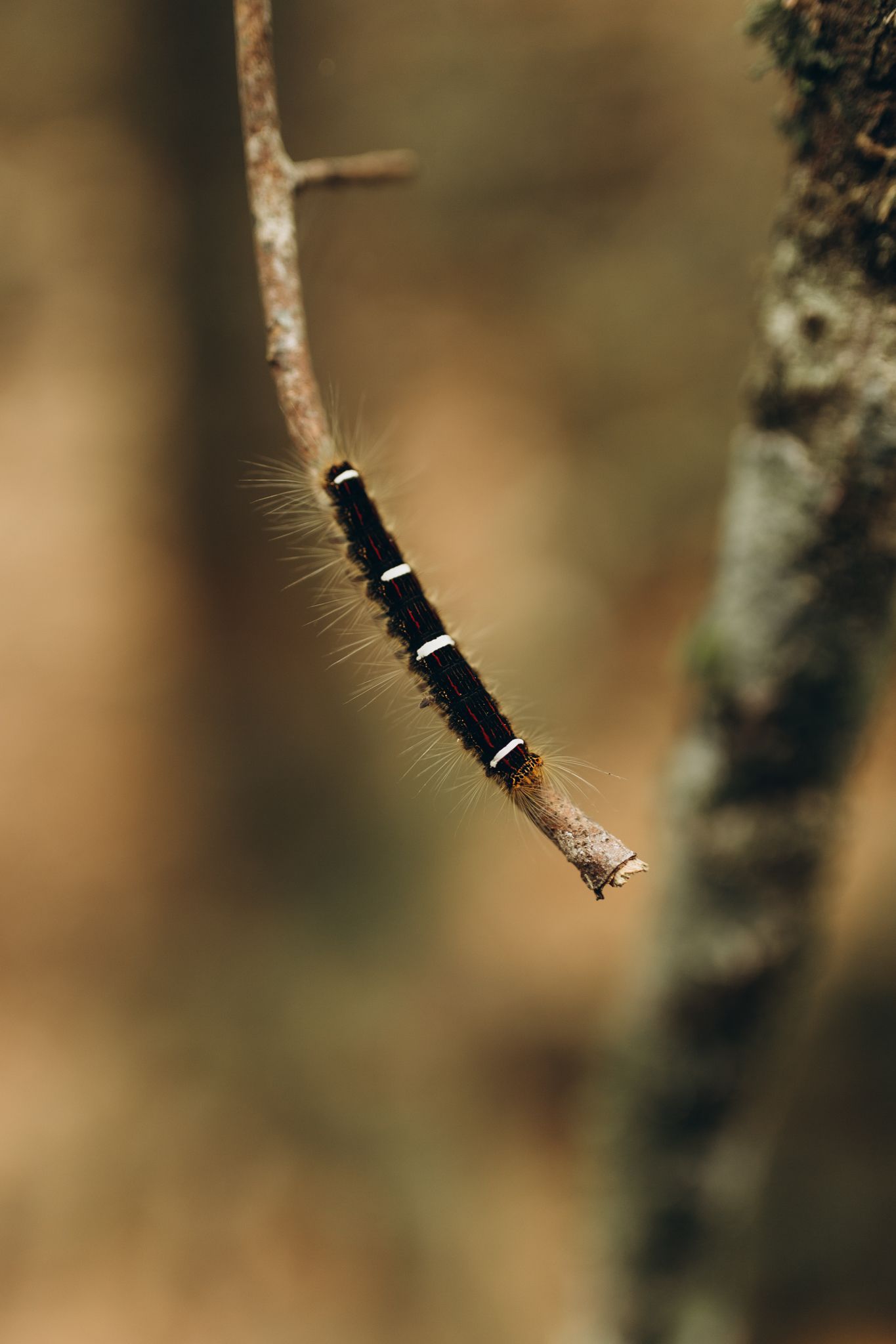 Uma lagarta preta e peluda com finas faixas brancas pelo corpo agarrada a um galho fino e marrom contra um fundo desfocado.