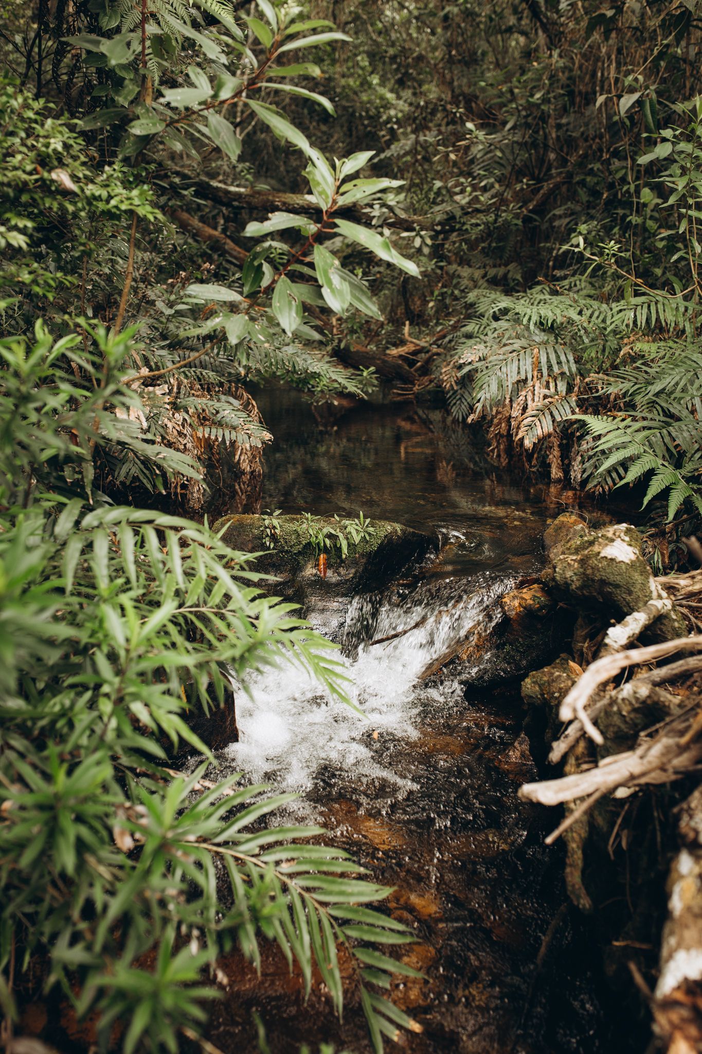 Um pequeno riacho de águas cristalinas flui suavemente sobre as rochas, atravessando uma floresta verdejante e exuberante, com samambaias e folhagem densa.
