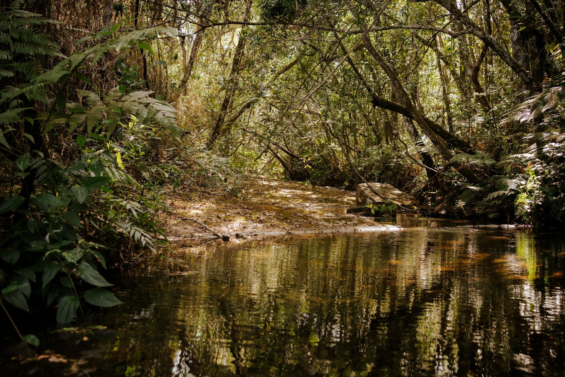 Um riacho estreito serpenteia por uma floresta exuberante e densa, com a luz do sol filtrando-se através das árvores e projetando sombras suaves.