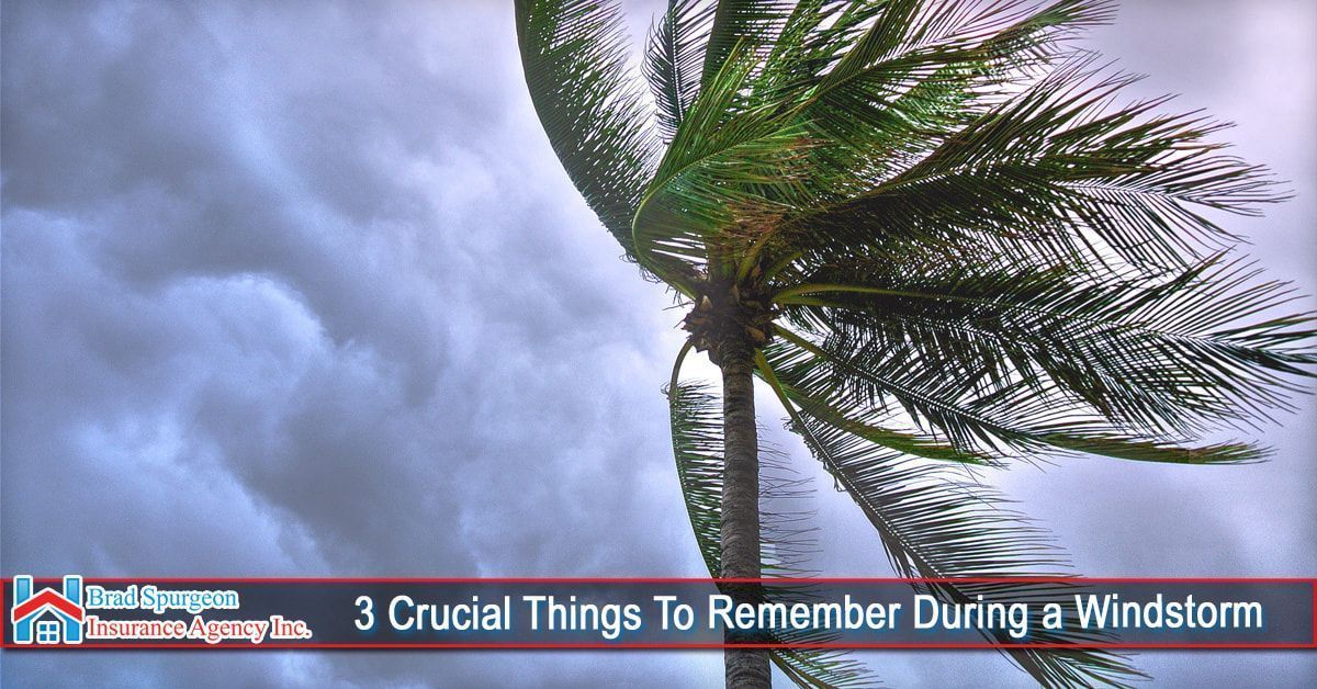 A palm tree bends in high winds against a stormy, gray sky 