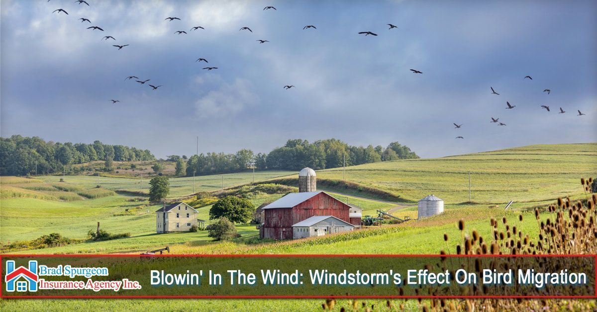 A flock of birds flies over a green rural landscape featuring a barn and farmhouse under a cloudy sky.