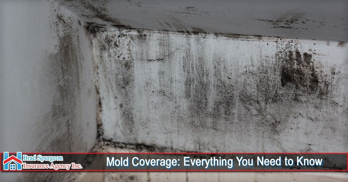 A corner of an indoor wall showing significant black mold growth 