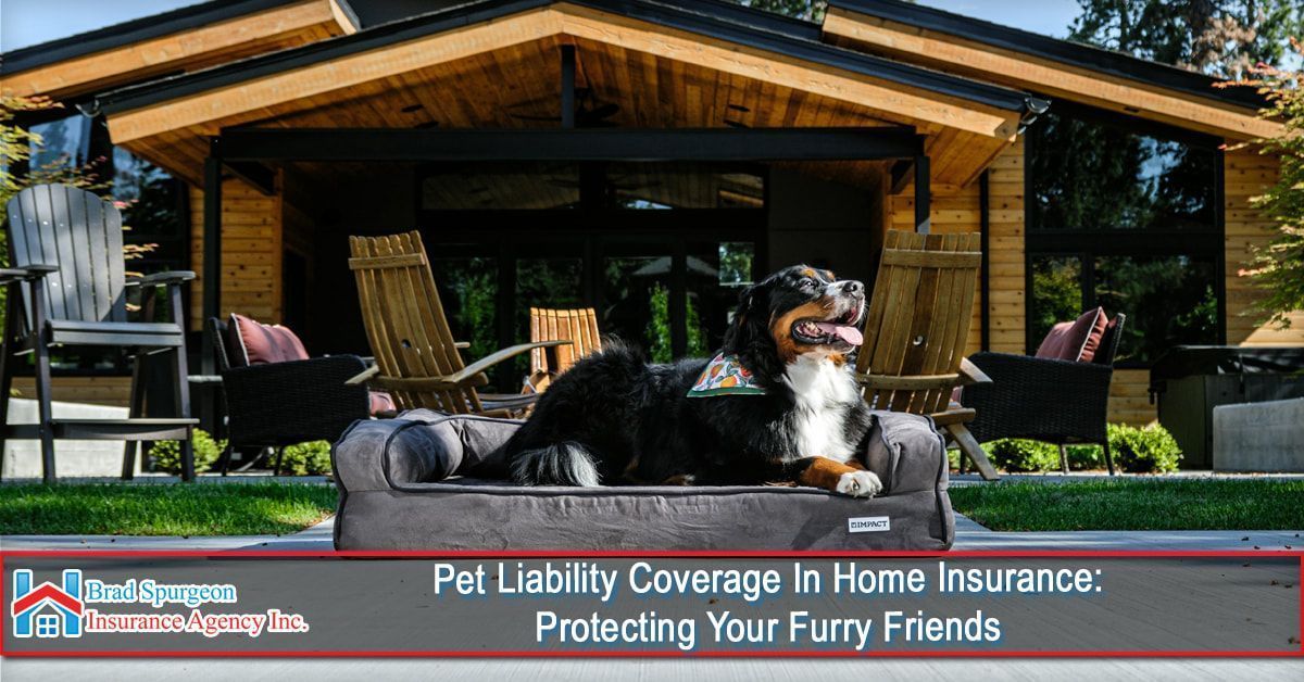A Bernese Mountain Dog rests on a bed on a patio in front of a modern house,