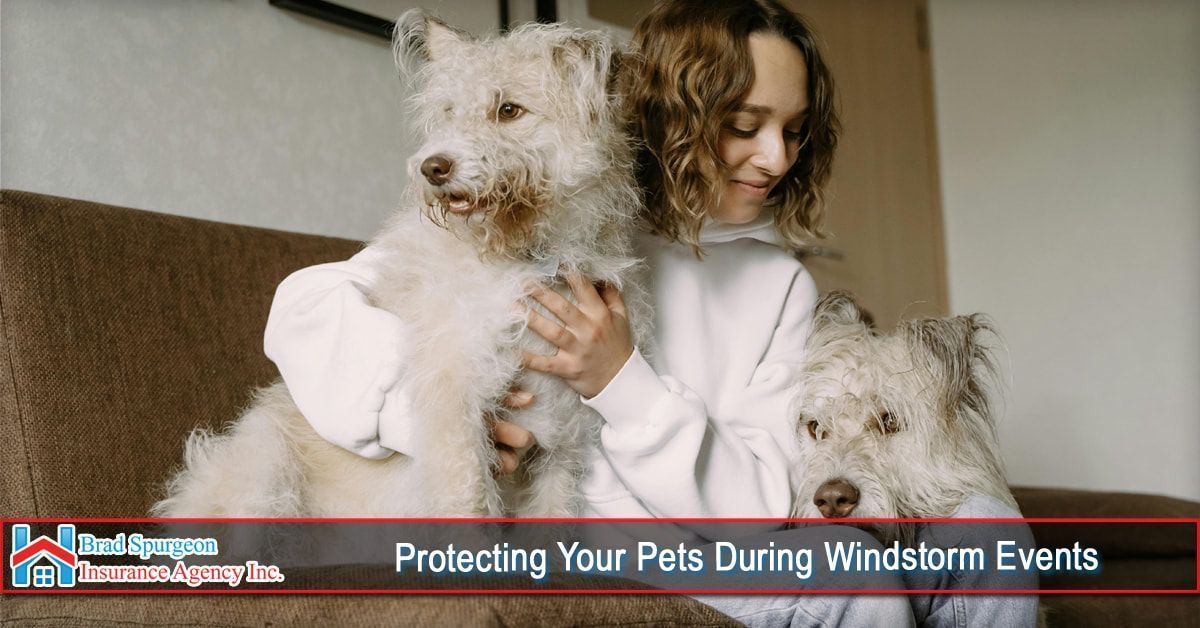 A person sitting on a sofa comfortably holding two scruffy, light-colored dogs.
