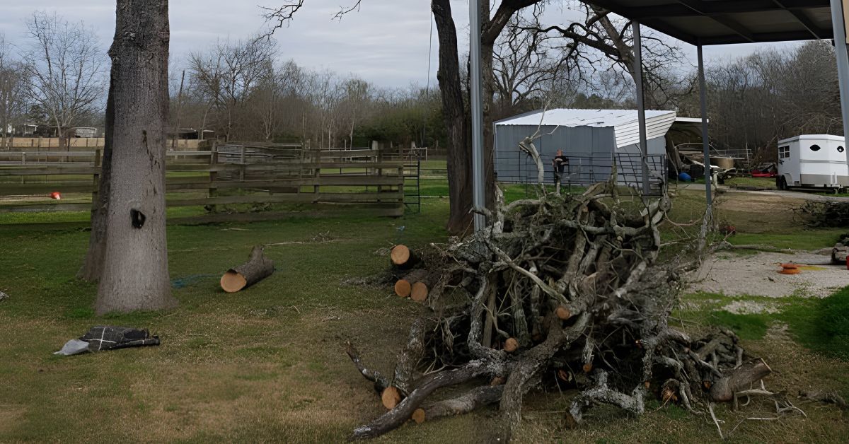 Why You Should Have Your Trees Trimmed During Winter