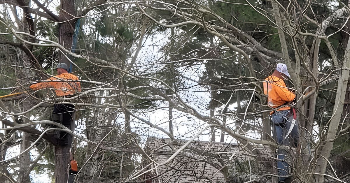 Why You Should Have Your Trees Trimmed During Winter