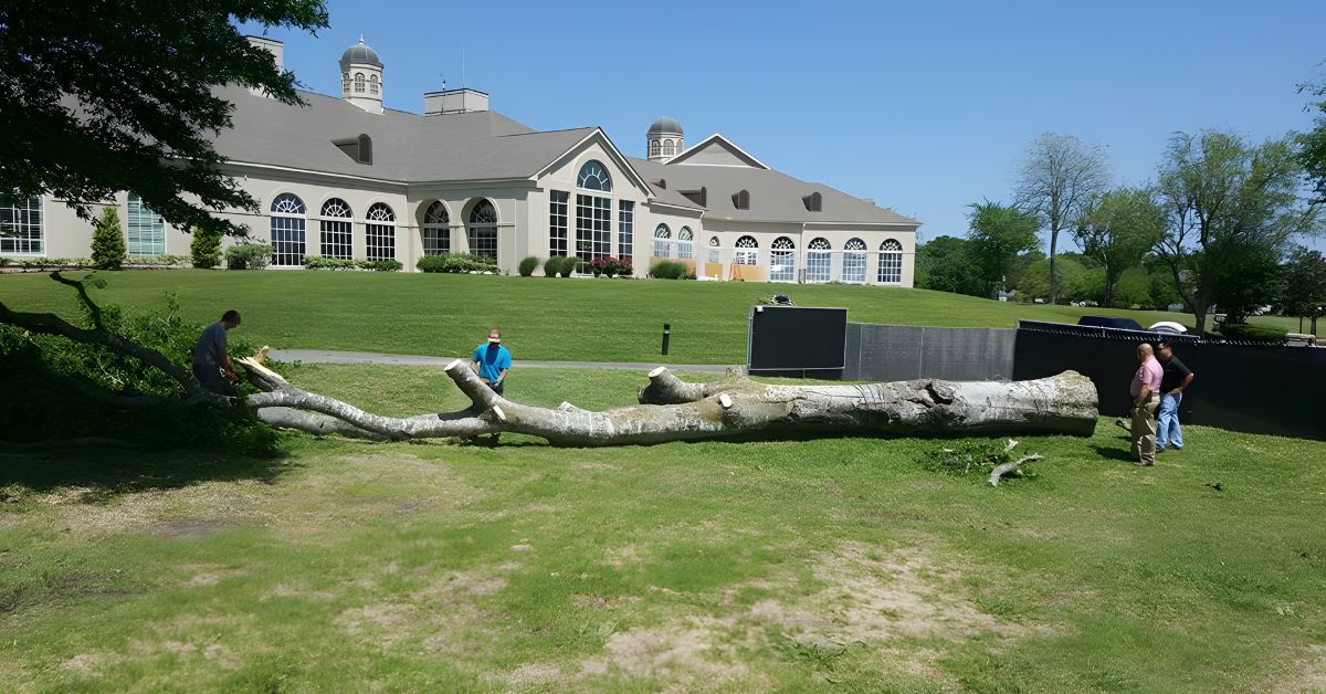 12 Things To Look for When Hiring a Tree Service