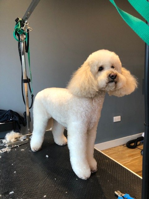A groomed dog